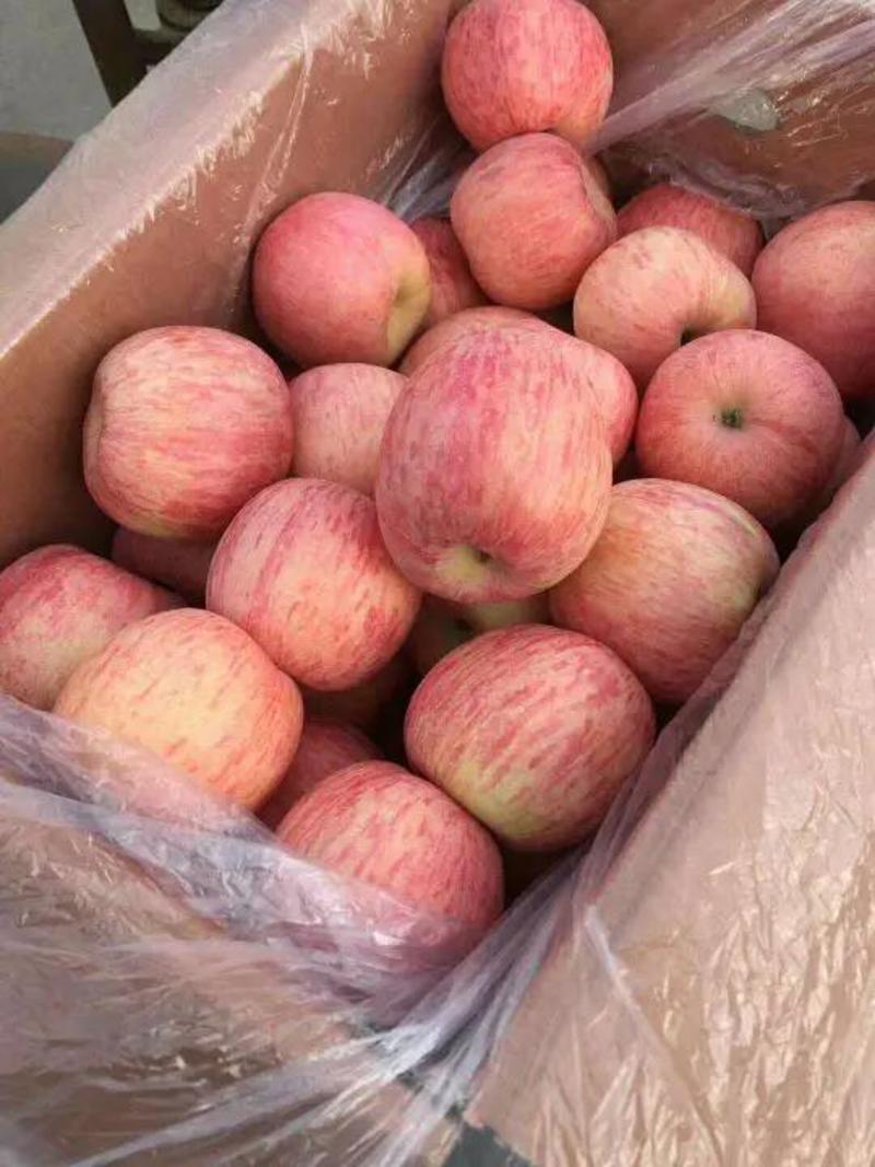 【山东苹果批发基地合作社】常年供应红富士苹果，规格齐全