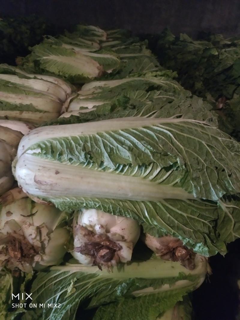 定州冬储三号白菜大量现货，菜绿无烧心，诚信代收产地货源