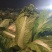 定州冬储三号白菜大量现货，菜绿无烧心，诚信代收产地货源