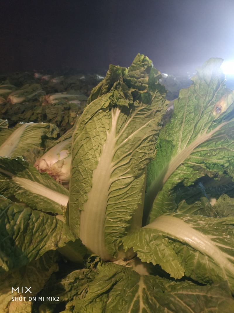 定州冬储三号白菜大量现货，菜绿无烧心，诚信代收产地货源