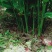 原生态阳荷，基地一手货源。