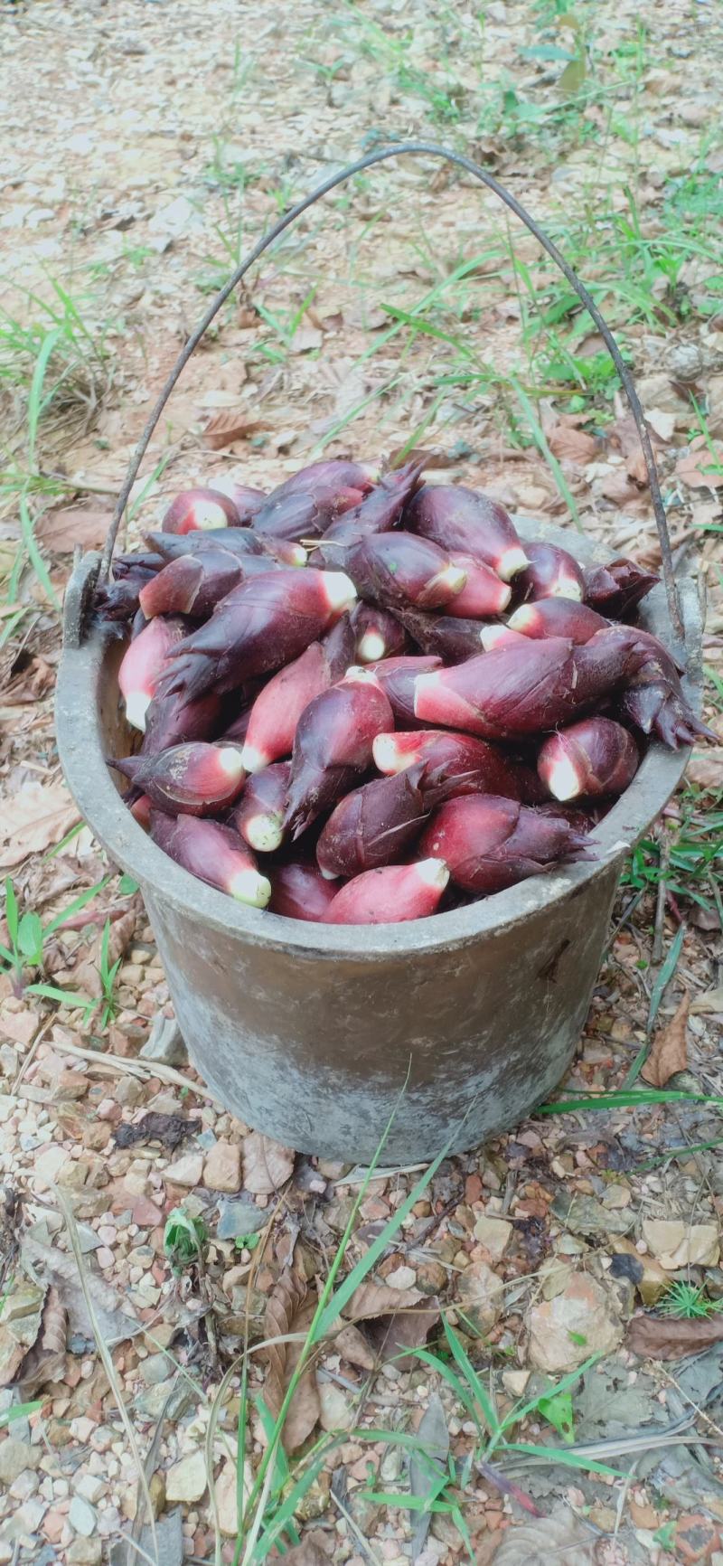 原生态阳荷，基地一手货源。