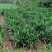 原生态阳荷，基地一手货源。