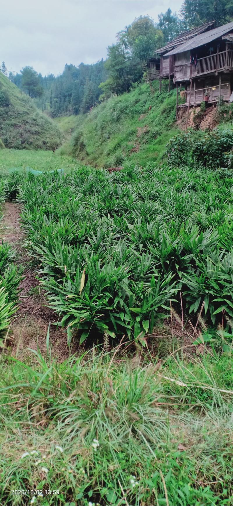 原生态阳荷，基地一手货源。