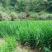 原生态阳荷，基地一手货源。