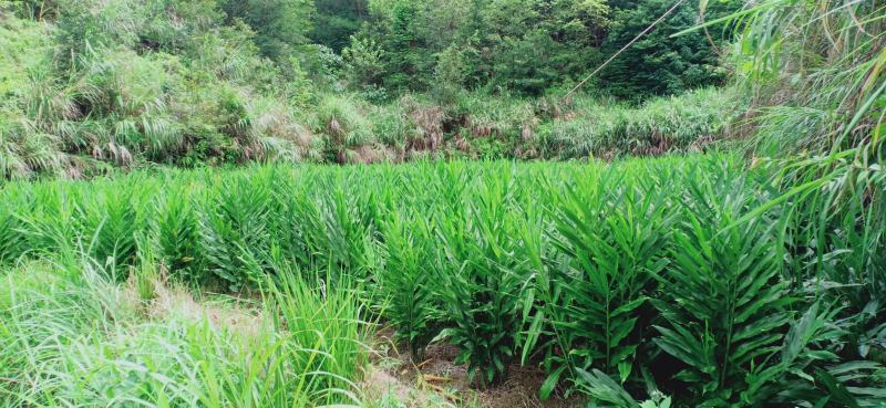 原生态阳荷，基地一手货源。