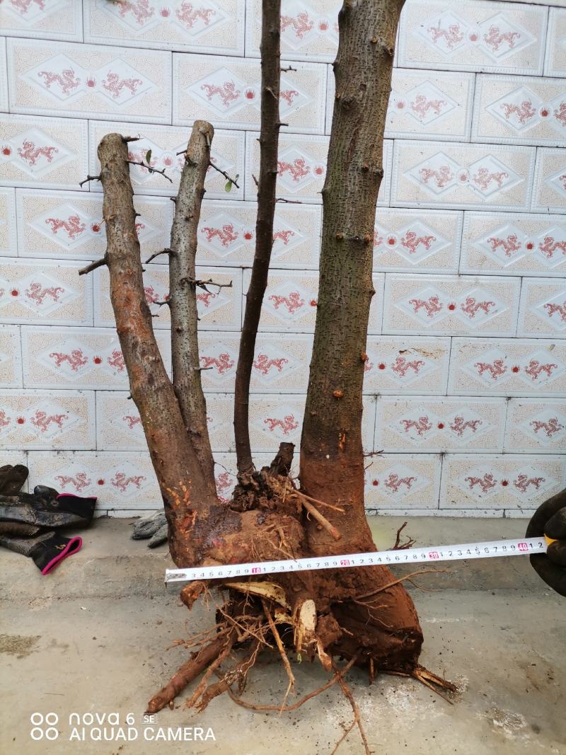 火棘熟桩生桩老桩盆景大量供应