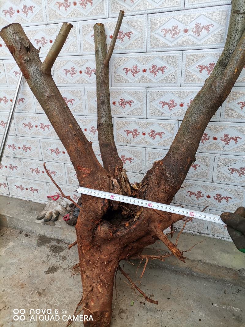 火棘熟桩生桩老桩盆景大量供应