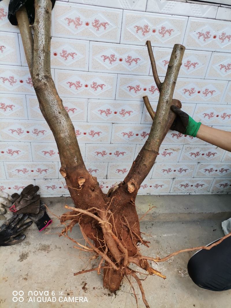 火棘熟桩生桩老桩盆景大量供应
