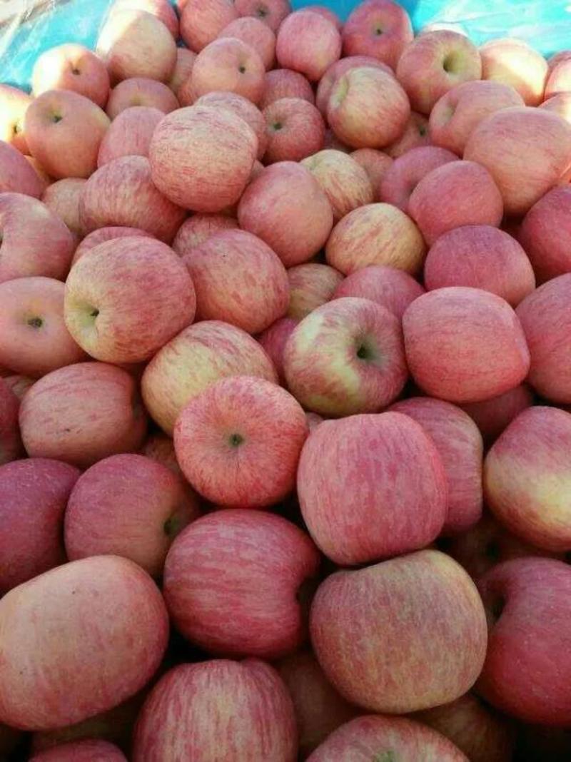 【红富士苹果】常年供应随时有货，质量可靠，诚信报价