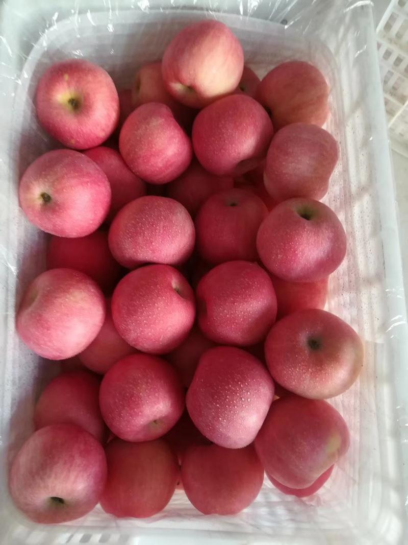山东红富士苹果产地大量上市货源充足价格便宜，全国发货