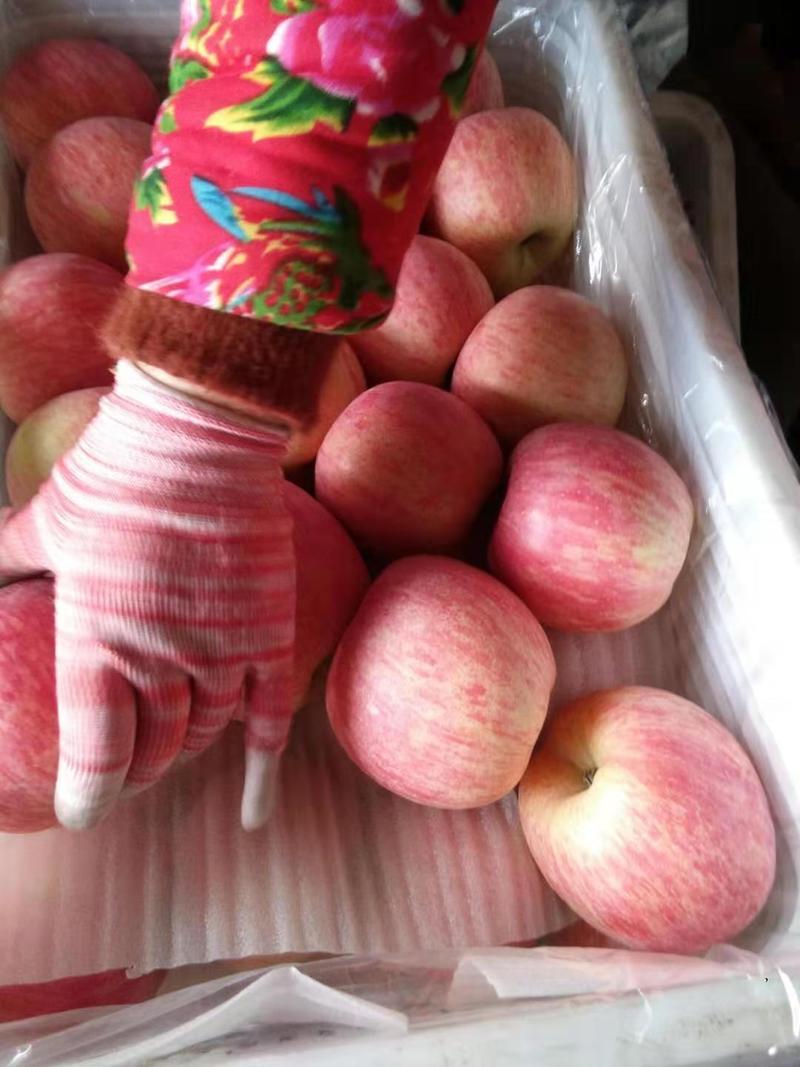 山东红富士苹果产地大量上市货源充足价格便宜，全国发货