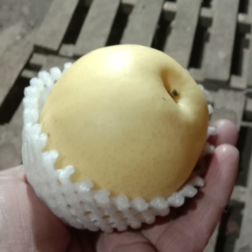 皇冠梨质量好，价格合理，大量现货出库中！