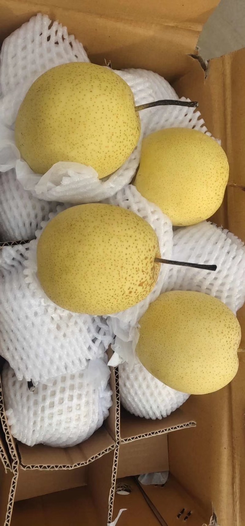 河北雪花梨质量好，口感脆甜，海量货源出库中！