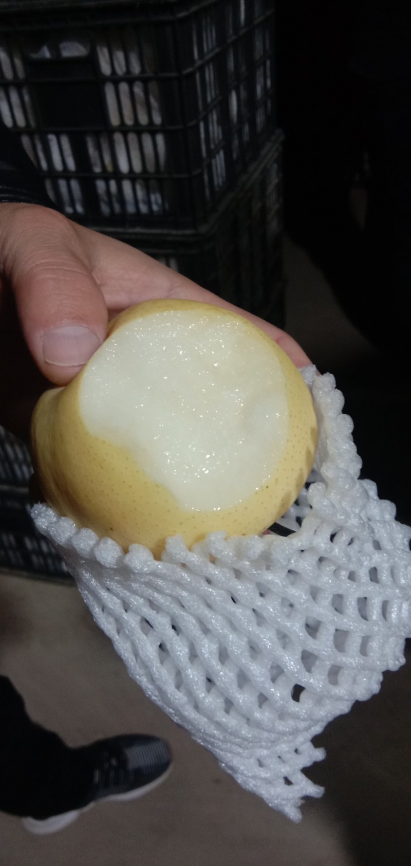 河北雪花梨质量好，口感脆甜，海量货源出库中！