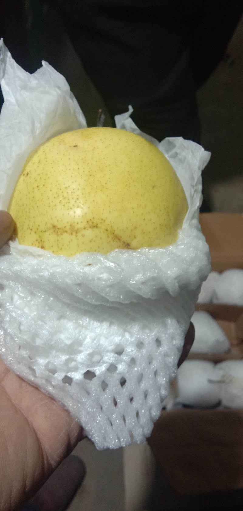 河北雪花梨质量好，口感脆甜，海量货源出库中！