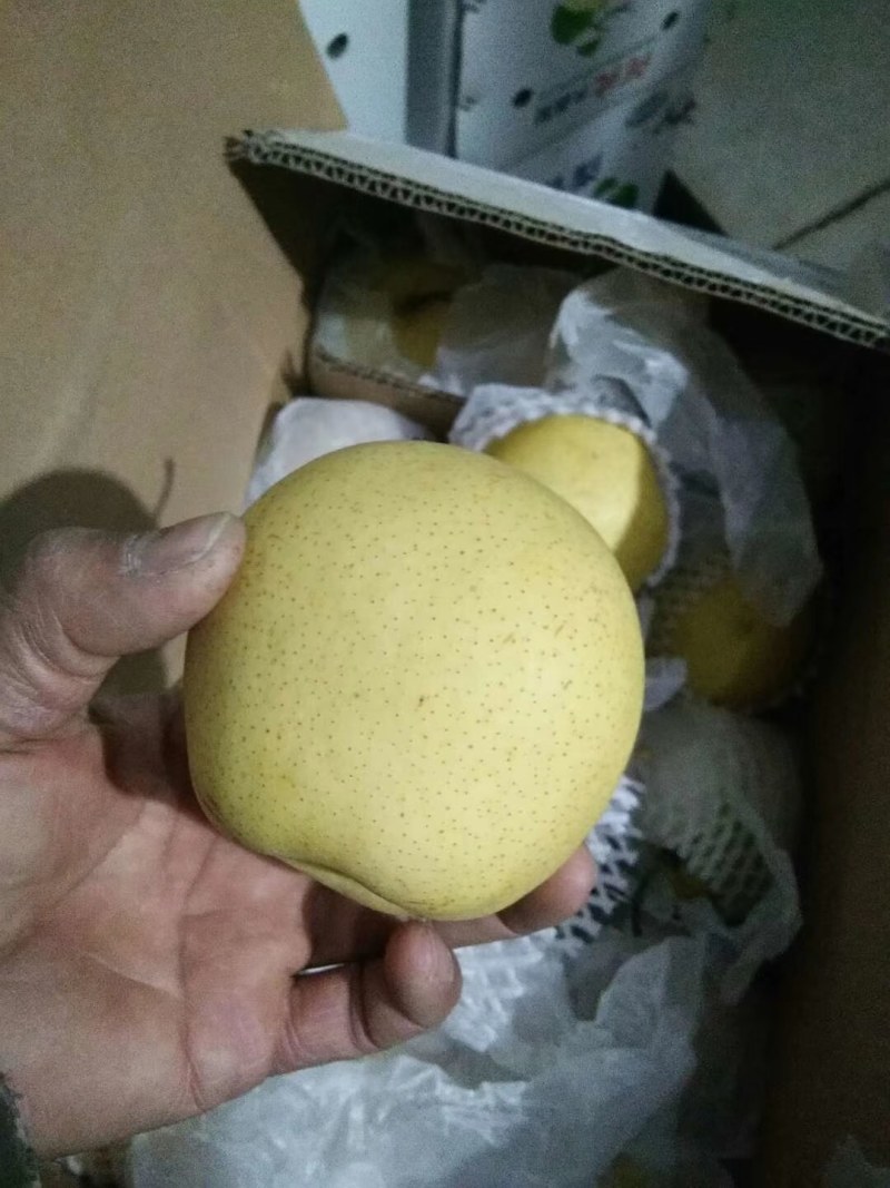 河北雪花梨质量好，口感脆甜，海量货源出库中！