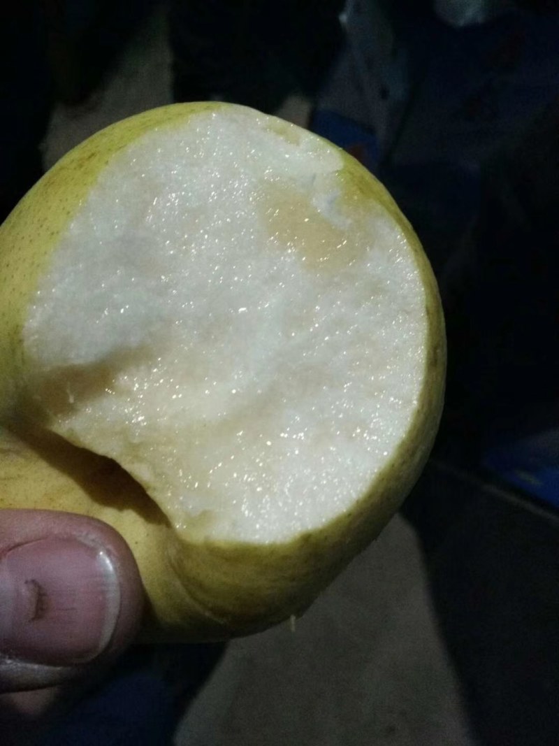 河北雪花梨质量好，口感脆甜，海量货源出库中！