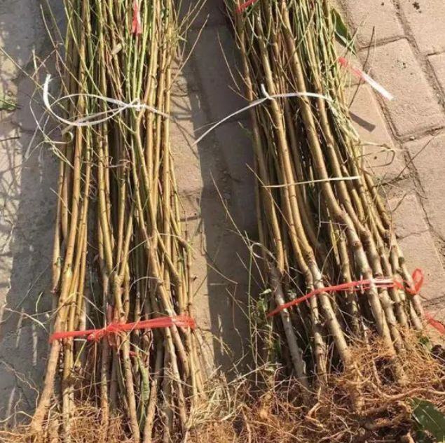 突围桃树体整形示意图