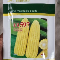 一代交配，北京四海种业出品，金冠597甜玉米种子