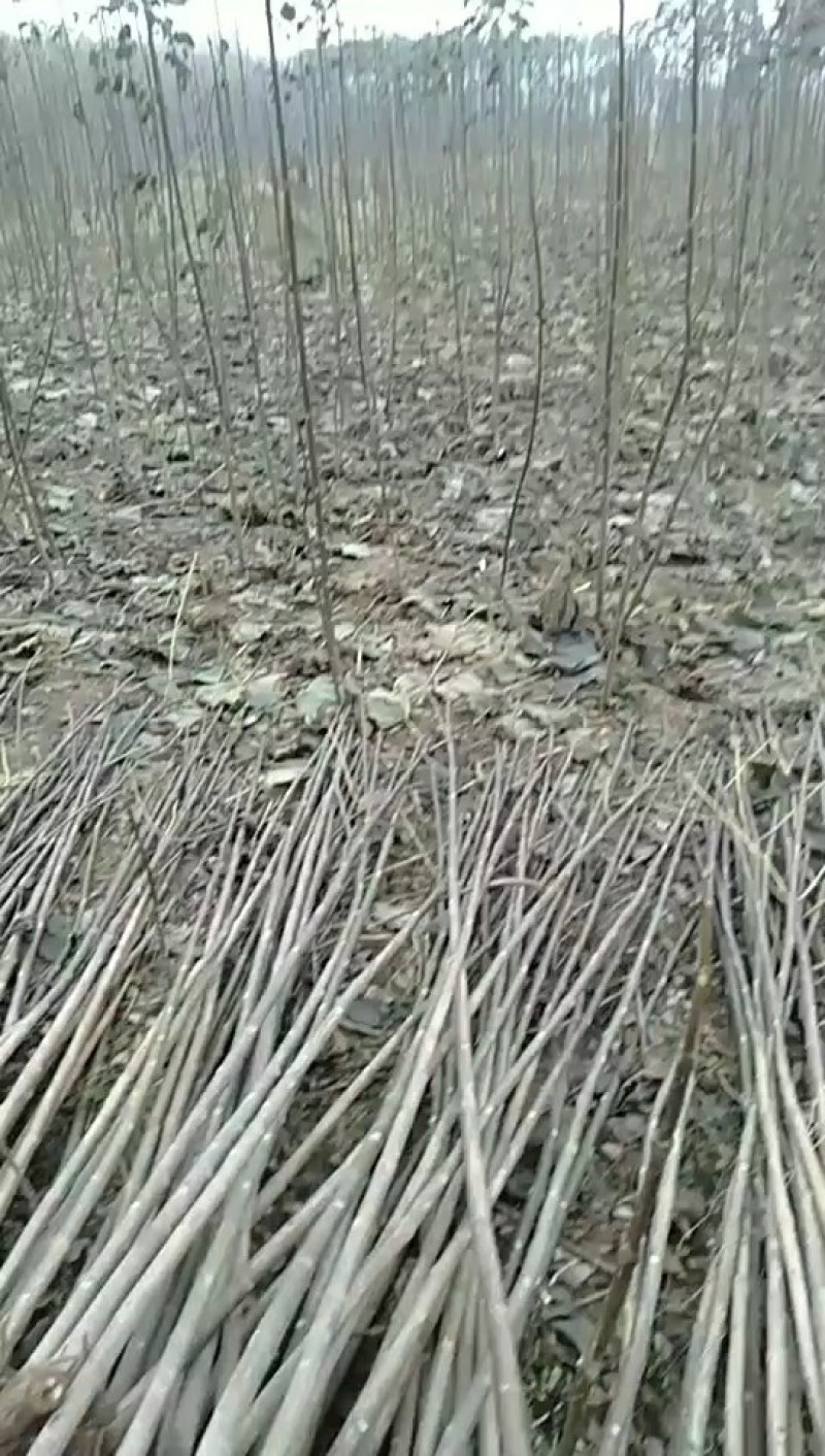葡萄苗常年批发规格齐全。一年苗，两年苗。苗子好，质量好。
