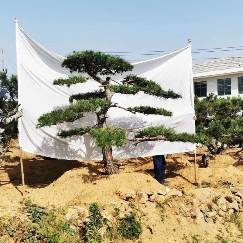 基地直供黑松黑松苗全国发货诚信经营