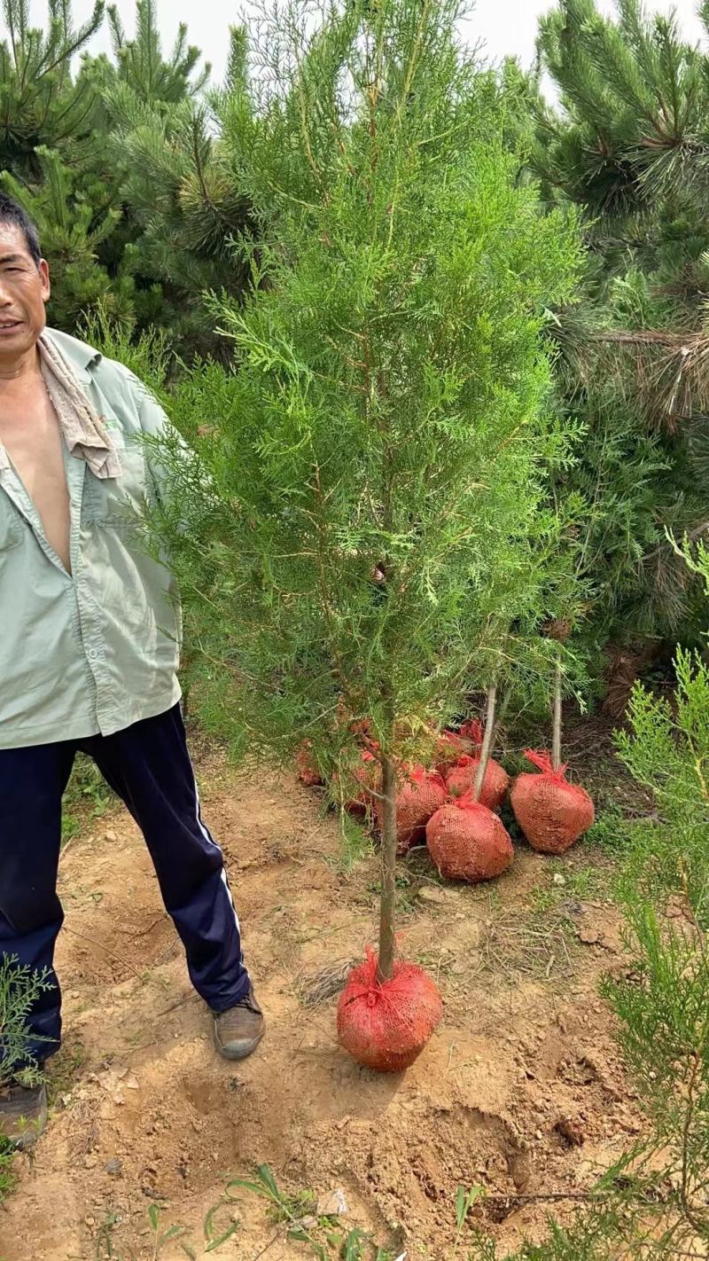 基地直供黑松黑松苗全国发货诚信经营