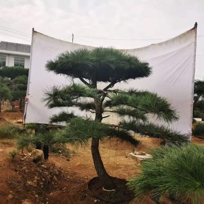 基地直供黑松黑松苗全国发货诚信经营
