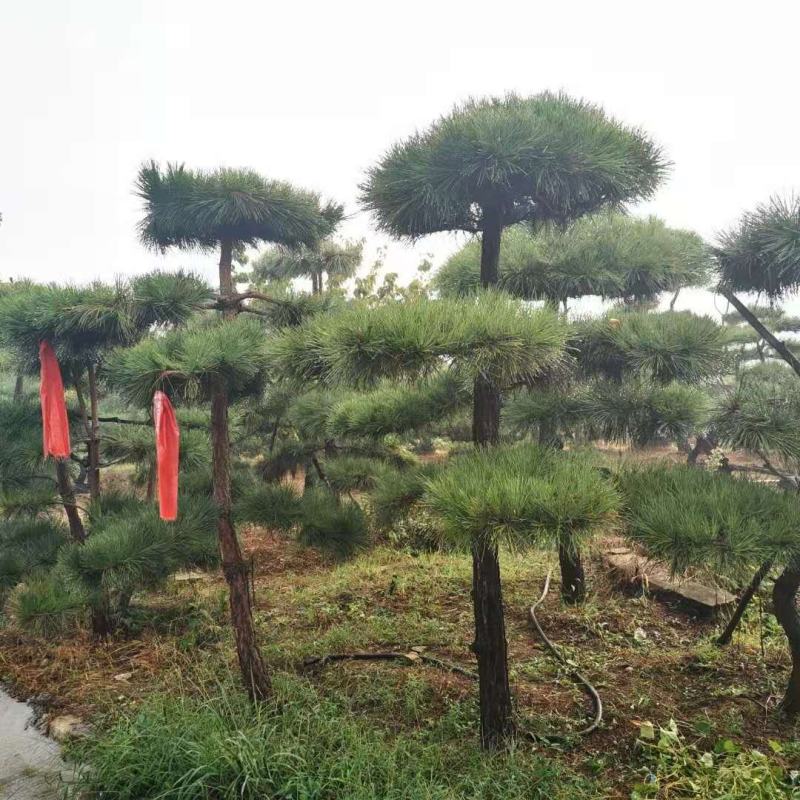 基地直供黑松黑松苗全国发货诚信经营