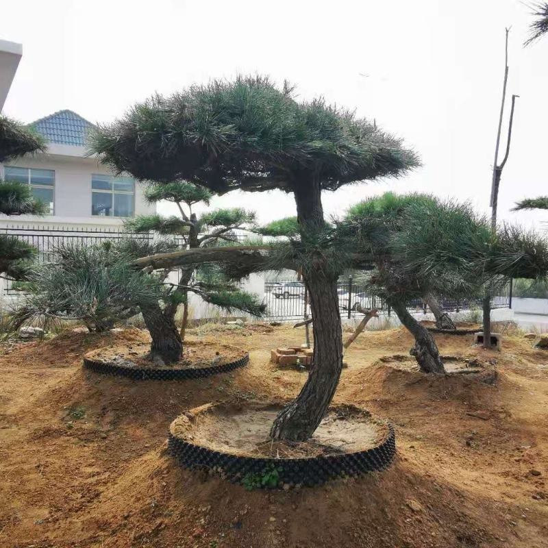 基地直供黑松黑松苗全国发货诚信经营