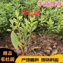 毛杜鹃苗大量供应毛杜鹃小苗量大从优价格美丽