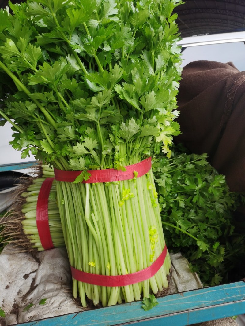 精品小芹菜产地发货视频看货质量好价格低诚信经营欢迎合作