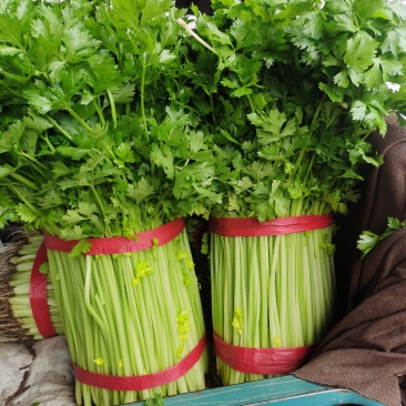 精品小芹菜产地发货视频看货质量好价格低诚信经营欢迎合作