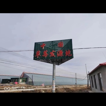 丹东九九草莓降价了，品质好，供不应求！