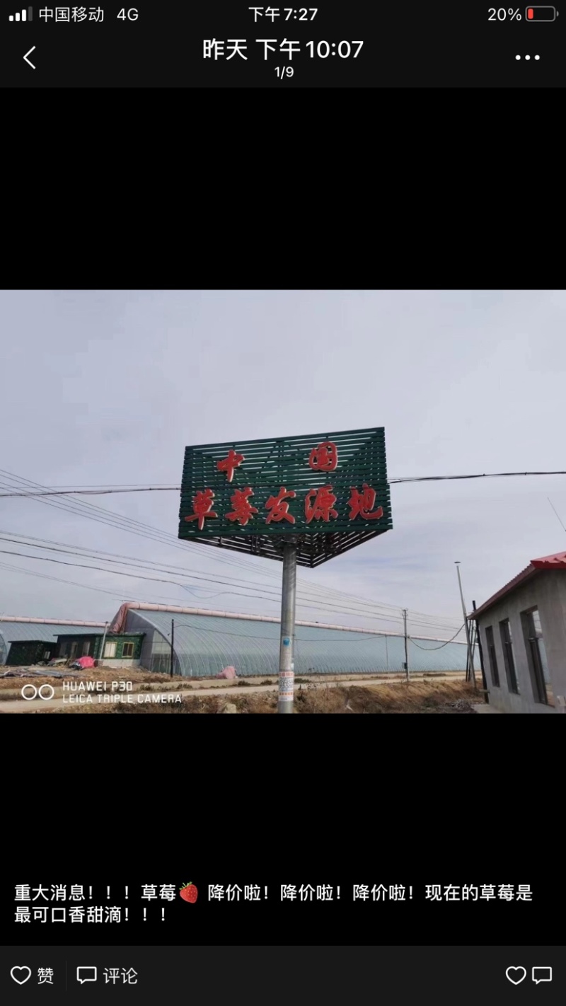 丹东九九草莓降价了，品质好，供不应求！