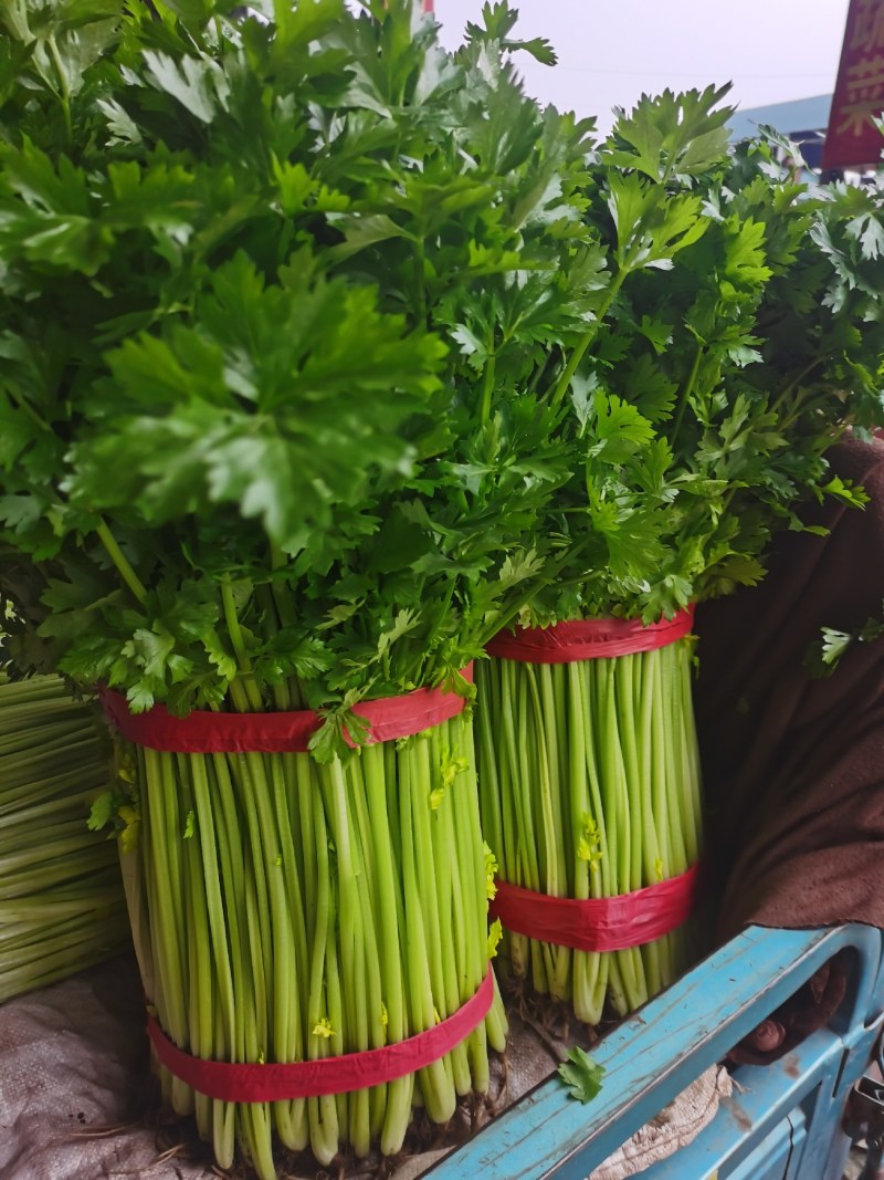 精品小芹菜产地发货视频看货质量好价格低诚信经营欢迎合作