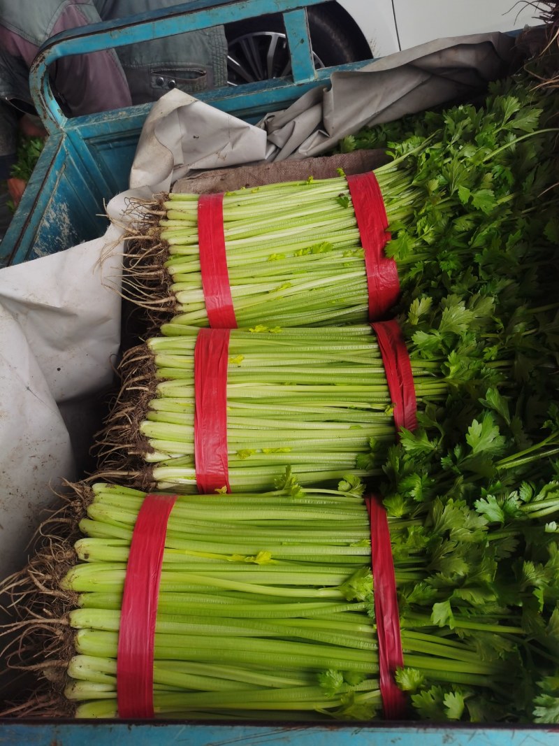 精品小芹菜产地发货视频看货质量好价格低诚信经营欢迎合作