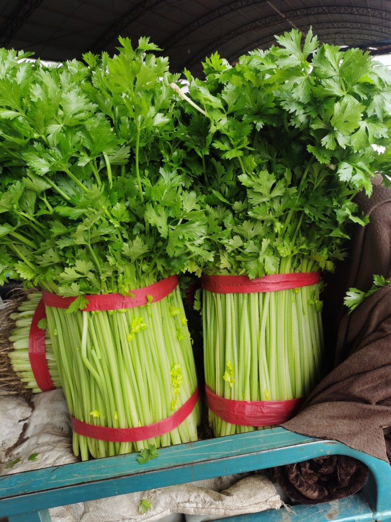 精品小芹菜产地发货视频看货质量好价格低诚信经营欢迎合作
