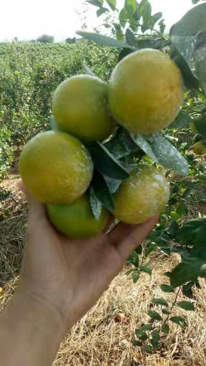 [牛商精选]广西崇左皇帝柑大量上市，欢迎电商大佬来合作。