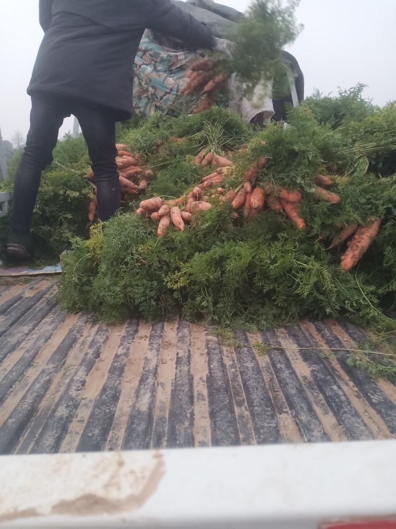 胡萝卜，带叶子，条形好，现挖现发，欢迎各位老板来订购