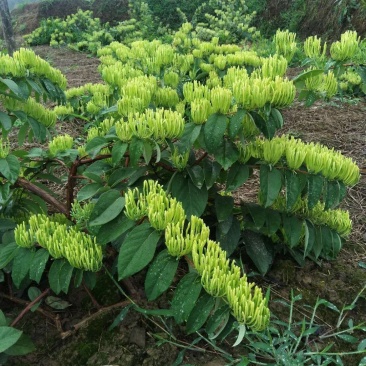 湖南金银花苗，嫁接苗，湘蕾5号金银花苗，高产/蕾齐/易采