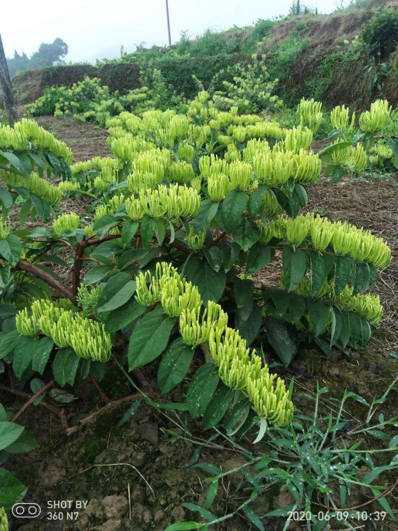 湖南金银花苗，嫁接苗，湘蕾5号金银花苗，高产/蕾齐/易采