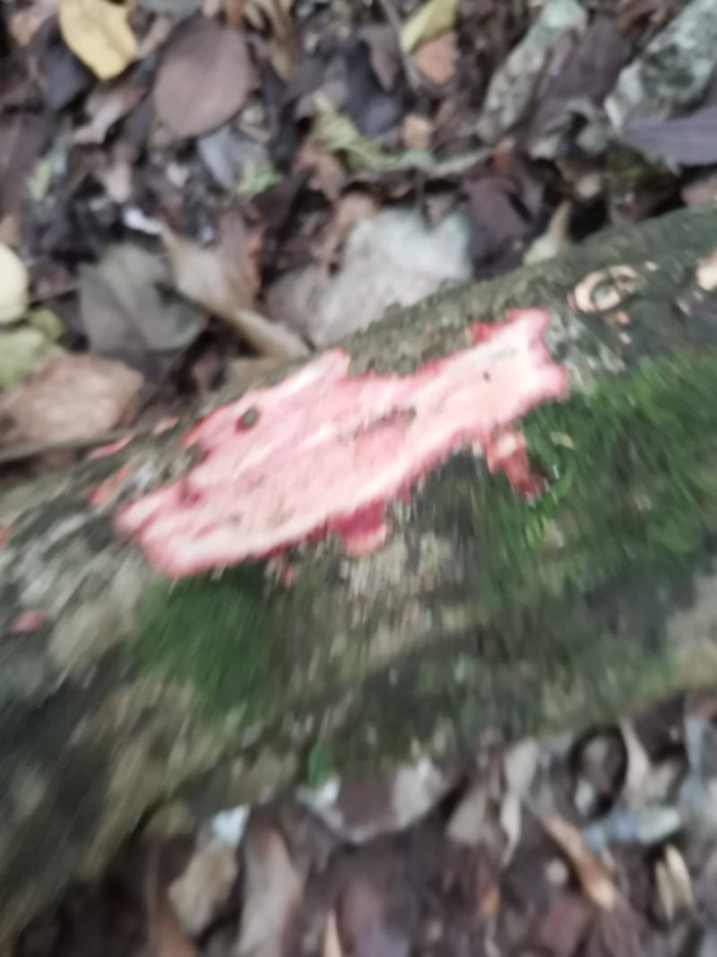 大血藤，中药藤木类，