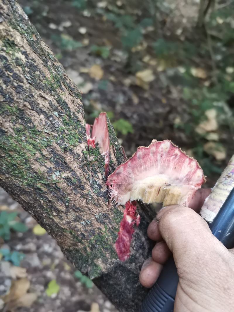 大血藤，中药藤木类，