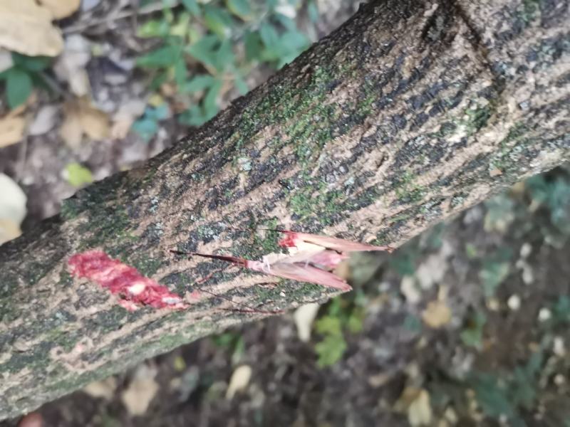 大血藤，中药藤木类，