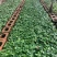 苏醒艳粉玫瑰苗（粉色玫瑰苗）批发零售500棵起