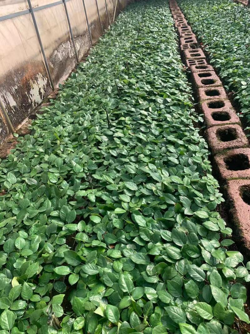 苏醒艳粉玫瑰苗（粉色玫瑰苗）批发零售500棵起