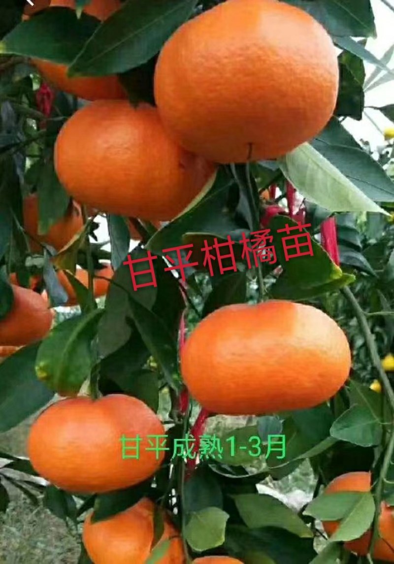 甘平柑橘苗，晚熟，糖度高，易薄皮，大果形，丰产量好。