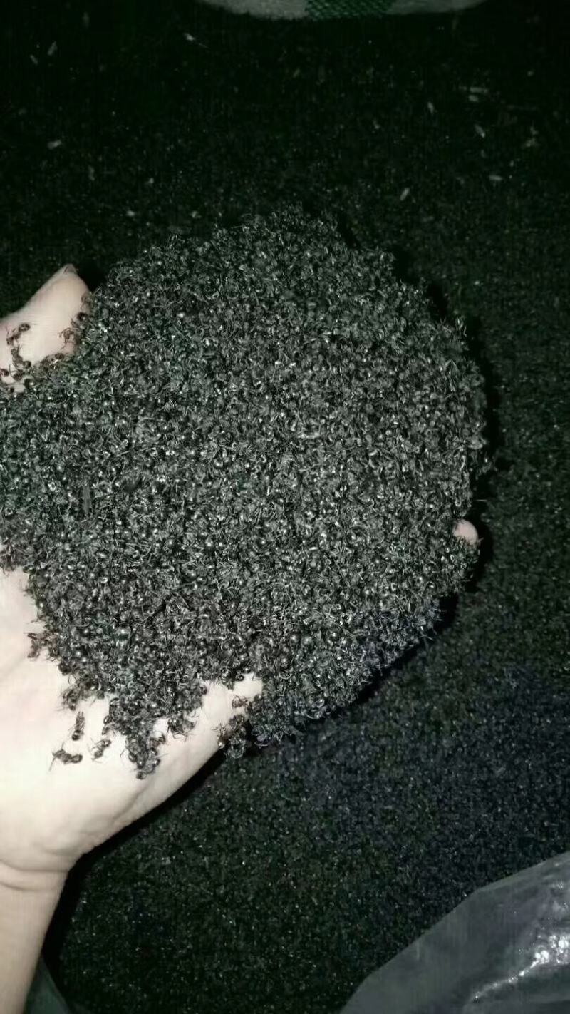 大山里的野生黑蚂蚁，无杂质，干度好，广东蚂蚁
