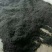 大山里的野生黑蚂蚁，无杂质，干度好，广东蚂蚁